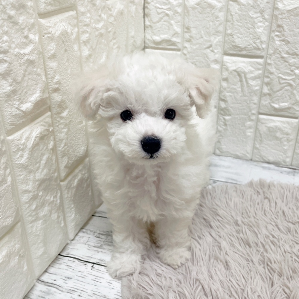 岡山県のビションフリーゼ (犬の家＆猫の里岡山店/2026年2月14日生まれ/女の子/ホワイト)の子犬の4枚目の画像