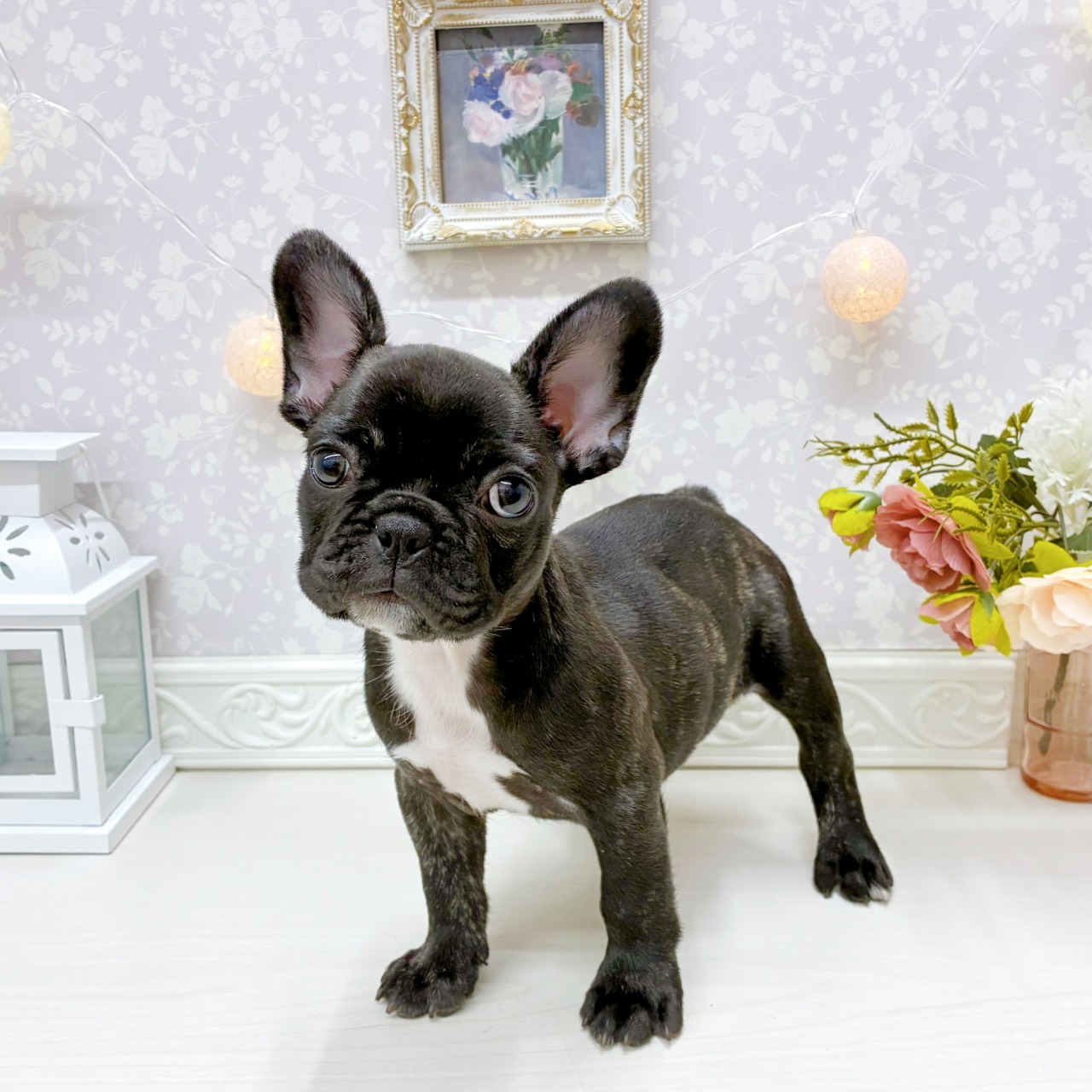富山県のフレンチブルドッグ (犬の家＆猫の里アミーゴ山室店/2026年2月21日生まれ/女の子/ブリンドル)の子犬の4枚目の画像