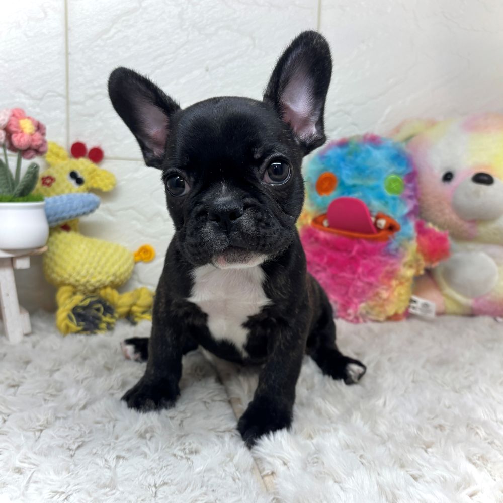 フレンチブルドッグ男の子の写真