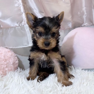 兵庫県のヨークシャーテリア (犬の家＆猫の里カナート西神戸店/2026年2月21日生まれ/女の子/スチールブルータン)の子犬の4枚目の画像