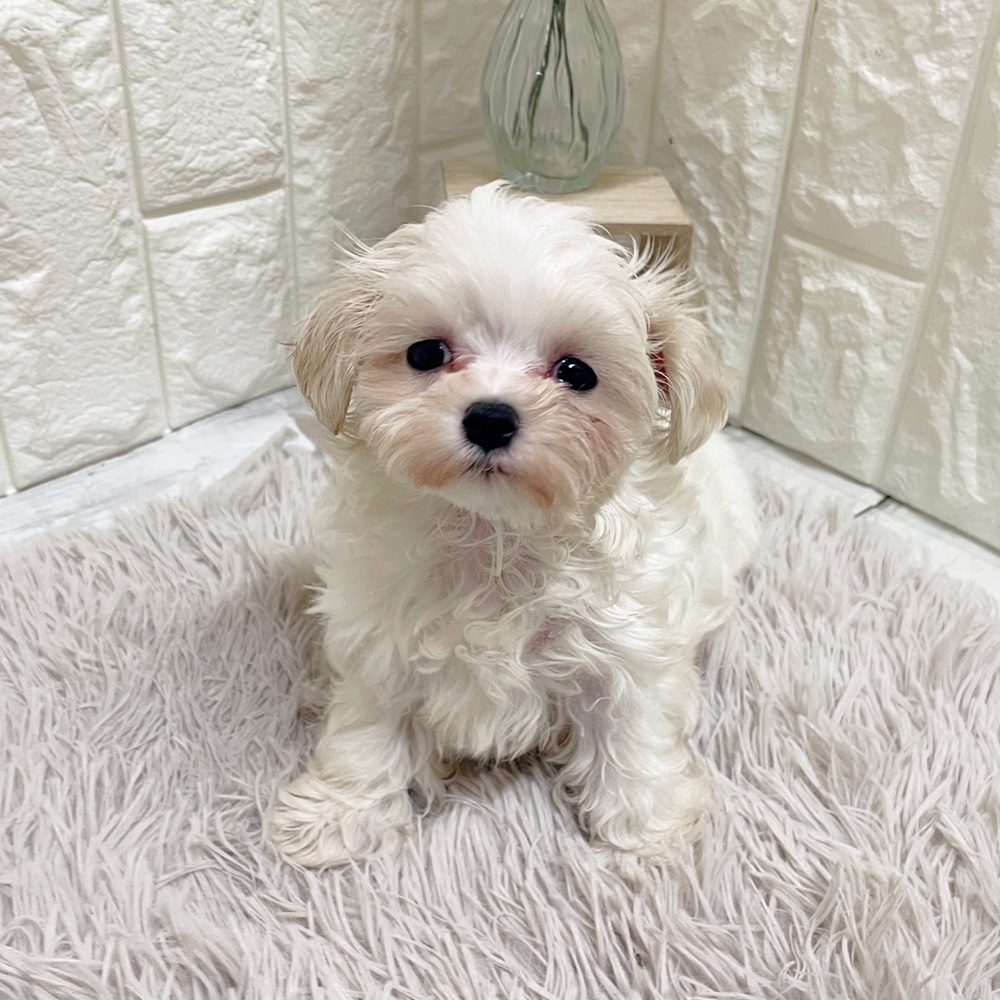 岡山県のマルチーズ (犬の家＆猫の里岡山店/2026年2月15日生まれ/女の子/ホワイト)の子犬の4枚目の画像