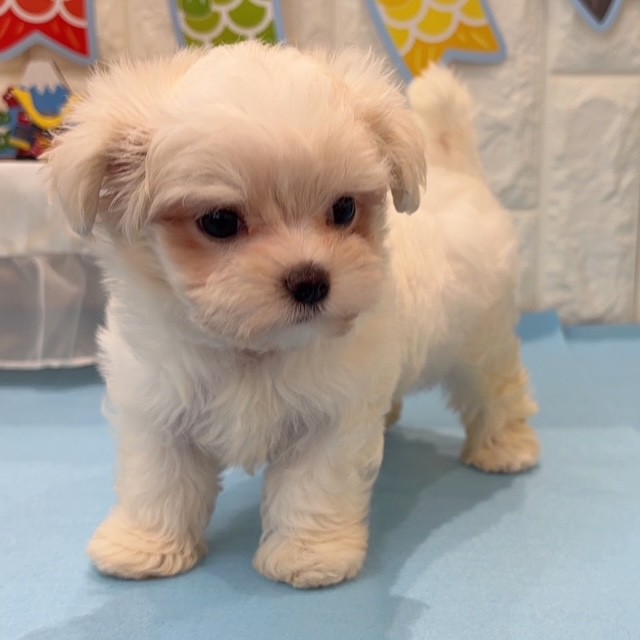 岡山県のマルチーズ (犬の家＆猫の里倉敷店/2026年2月15日生まれ/女の子/ホワイト)の子犬の4枚目の画像