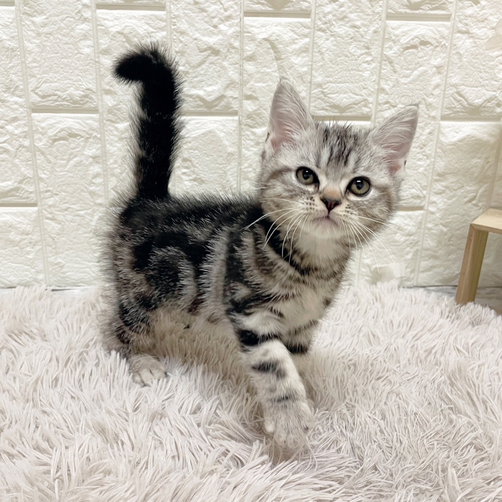 岡山県のアメリカンショートヘアー (犬の家＆猫の里岡山店/2026年2月18日生まれ/女の子/シルバータビー)の子猫の4枚目の画像