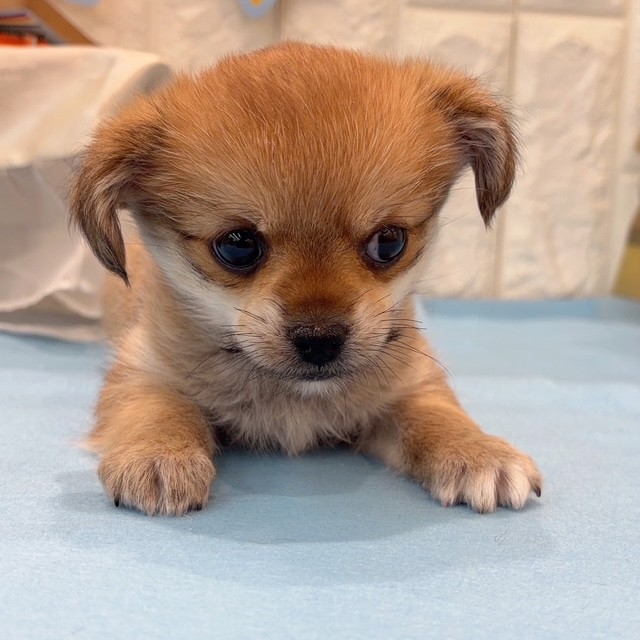 岡山県のハーフ犬・ミックス犬 (犬の家＆猫の里倉敷店/2026年2月22日生まれ/男の子/フォーンホワイト)の子犬の4枚目の画像