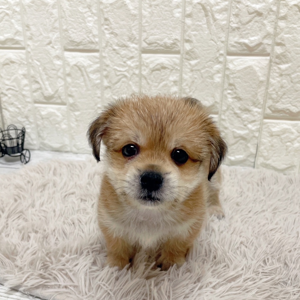 岡山県のハーフ犬・ミックス犬 (犬の家＆猫の里岡山店/2026年2月22日生まれ/男の子/ブラウン)の子犬の4枚目の画像