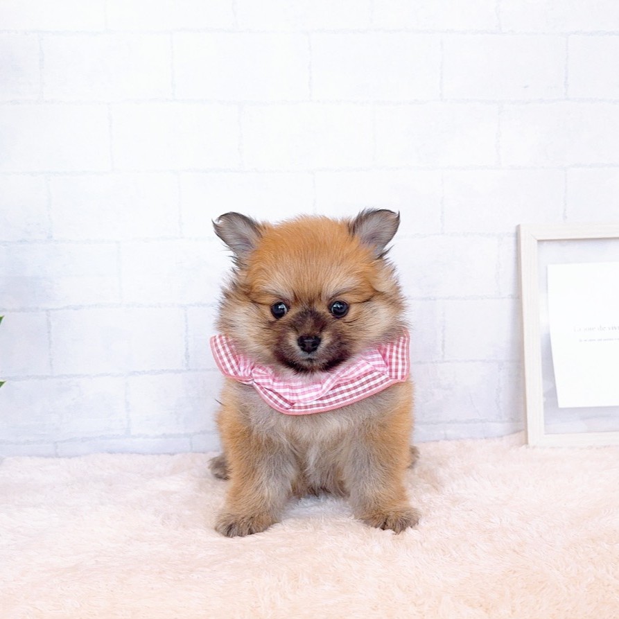 石川県のポメチワ/チワポメ/ポメチー(ポメラニアン×チワワ) (犬の家＆猫の里金沢店/2026年2月21日生まれ/女の子/フォーン)の子犬