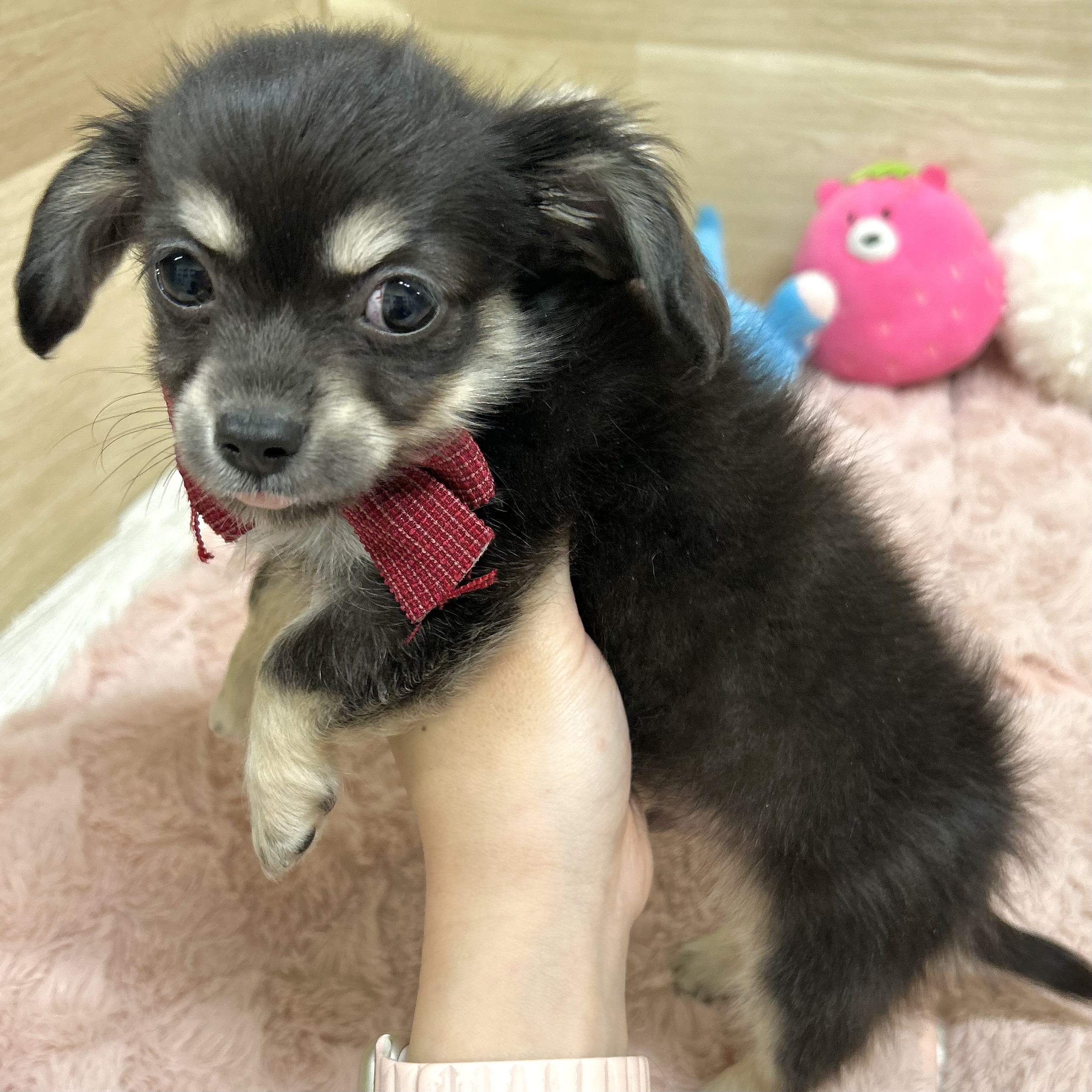 大阪府のチワックス(チワワ×ダックス) (犬の家＆猫の里そよら東岸和田店/2026年2月21日生まれ/男の子/ブラックタン)の子犬の4枚目の画像