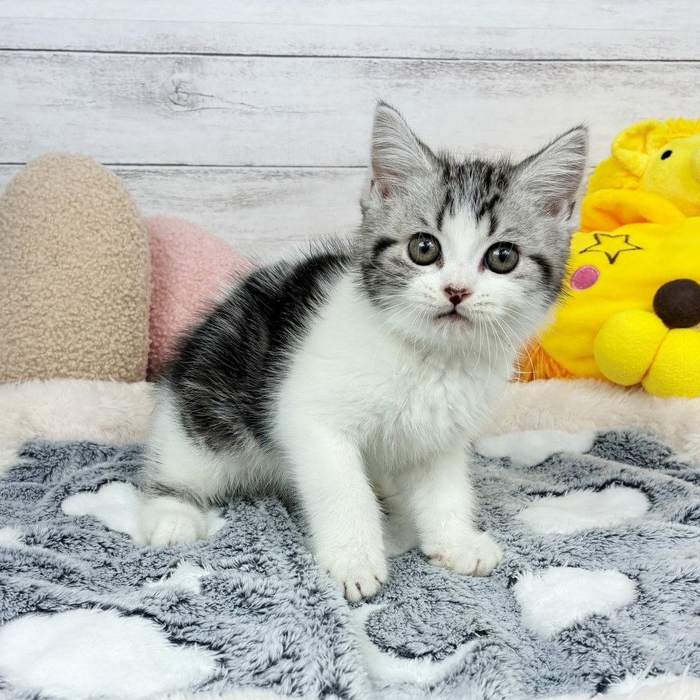 兵庫県のスコティッシュストレート (犬の家＆猫の里川西店/2026年2月16日生まれ/男の子/シルバータビーホワイト)の子猫の4枚目の画像