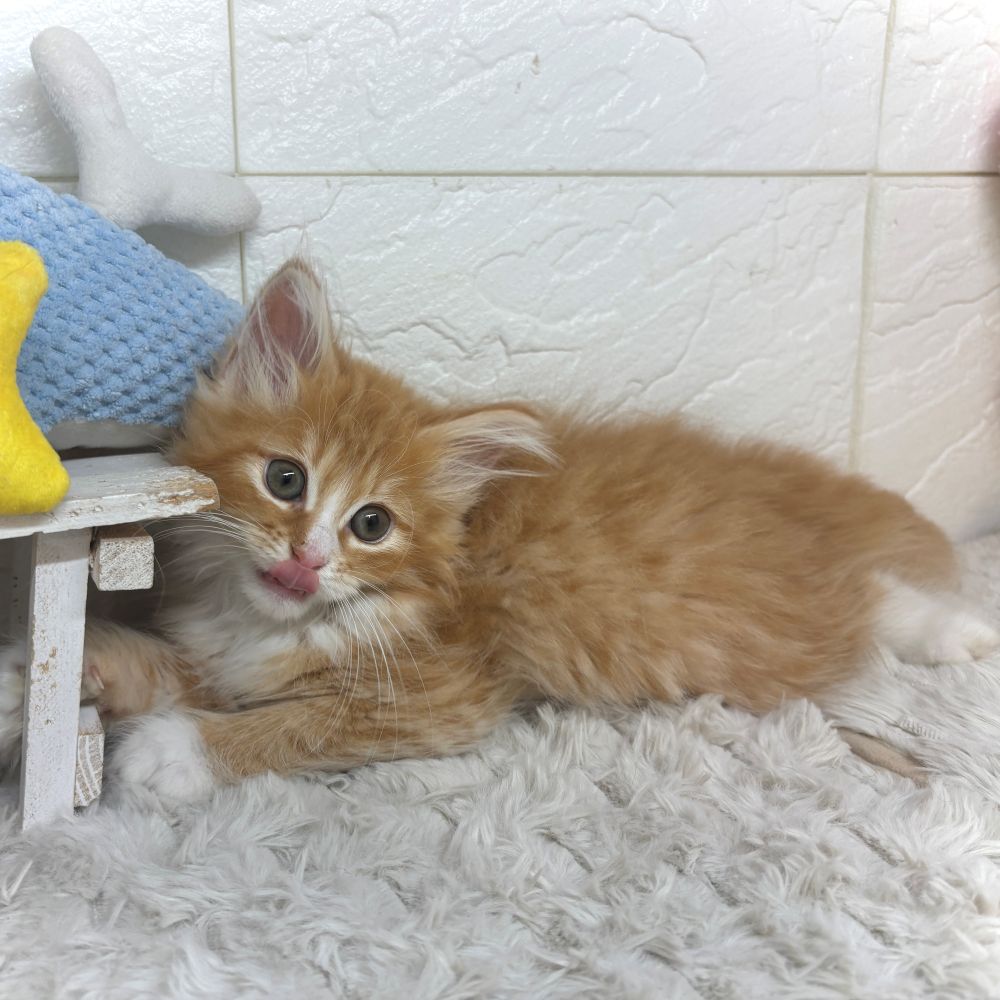 兵庫県のノルウェージャンフォレストキャット (犬の家＆猫の里ゆめタウン姫路店/2026年2月22日生まれ/女の子/レッドタビーホワイト)の子猫の4枚目の画像