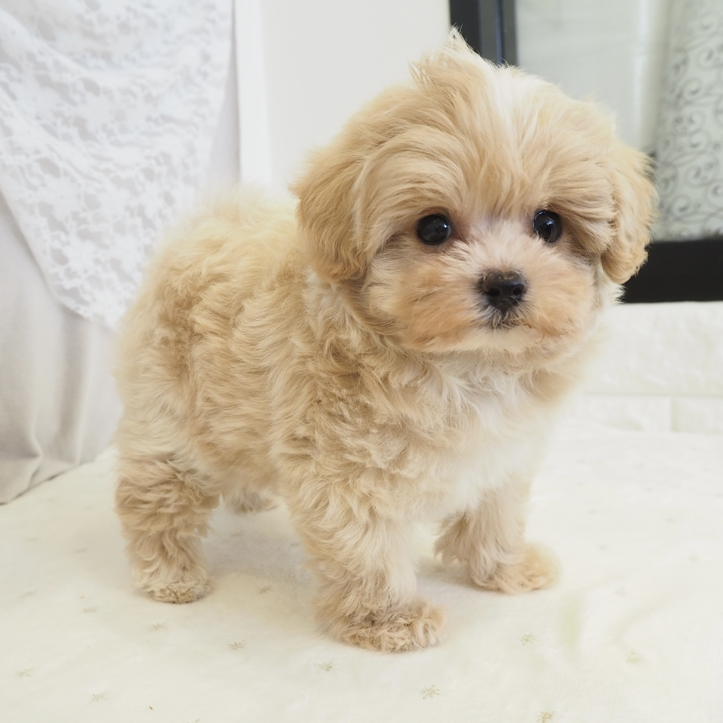 大阪府のポメプー(ポメラニアン×プードル) (犬の家＆猫の里もりのみやキューズモールBASE店/2026年2月19日生まれ/女の子/クリーム)の子犬の4枚目の画像