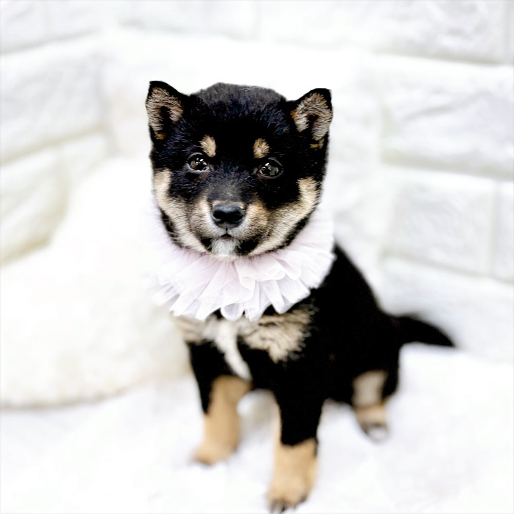 福井県の豆柴 (犬の家＆猫の里アミーゴ福井店/2026年2月22日生まれ/女の子/黒)の子犬の4枚目の画像