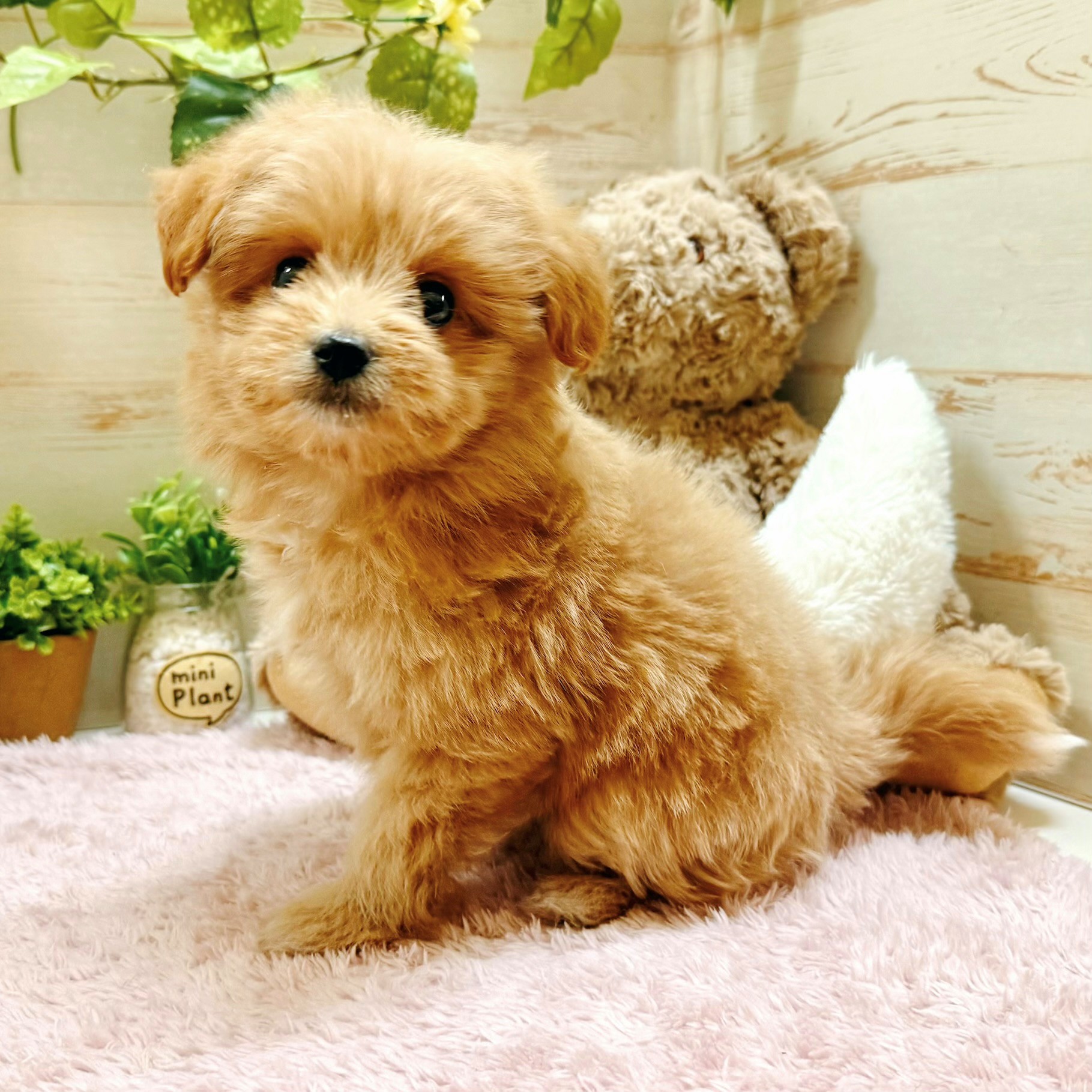 兵庫県のポメプー(ポメラニアン×プードル) (犬の家＆猫の里神戸店/2026年2月20日生まれ/女の子/クリーム)の子犬の4枚目の画像