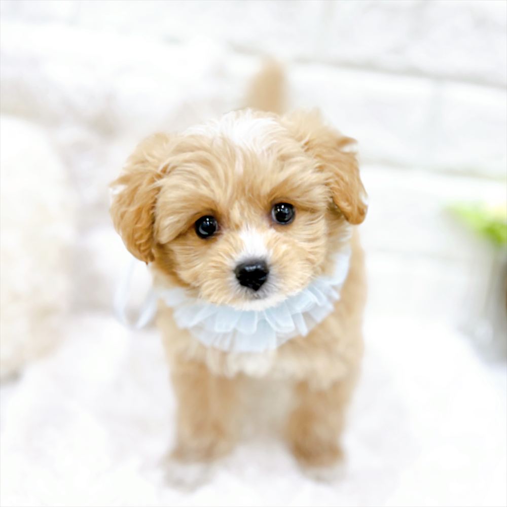 福井県のポメプー(ポメラニアン×プードル) (犬の家＆猫の里アミーゴ福井店/2026年2月20日生まれ/男の子/クリームホワイト)の子犬の4枚目の画像