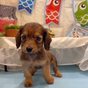 岡山県のミニチュアダックスフンド(ロング) (犬の家＆猫の里倉敷店/2026年2月21日生まれ/女の子/レッド)の子犬の4枚目の画像