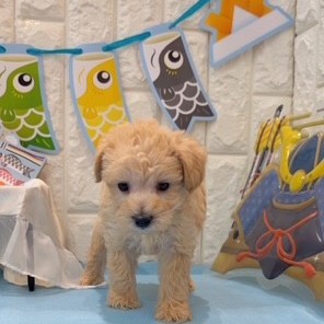 岡山県のハーフ犬・ミックス犬 (犬の家＆猫の里倉敷店/2026年2月21日生まれ/男の子/クリーム)の子犬の4枚目の画像