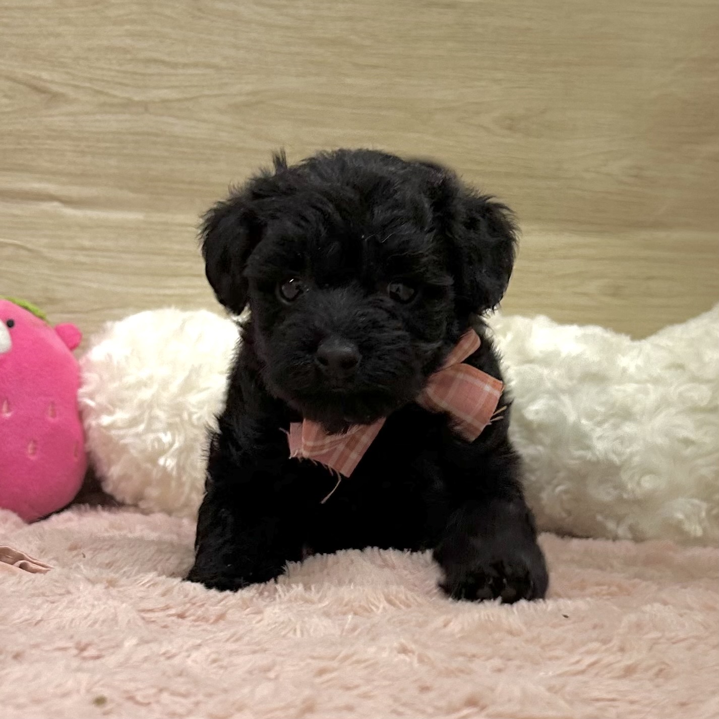 大阪府のハーフ犬・ミックス犬 (犬の家＆猫の里そよら東岸和田店/2026年2月21日生まれ/女の子/ブラック)の子犬の4枚目の画像