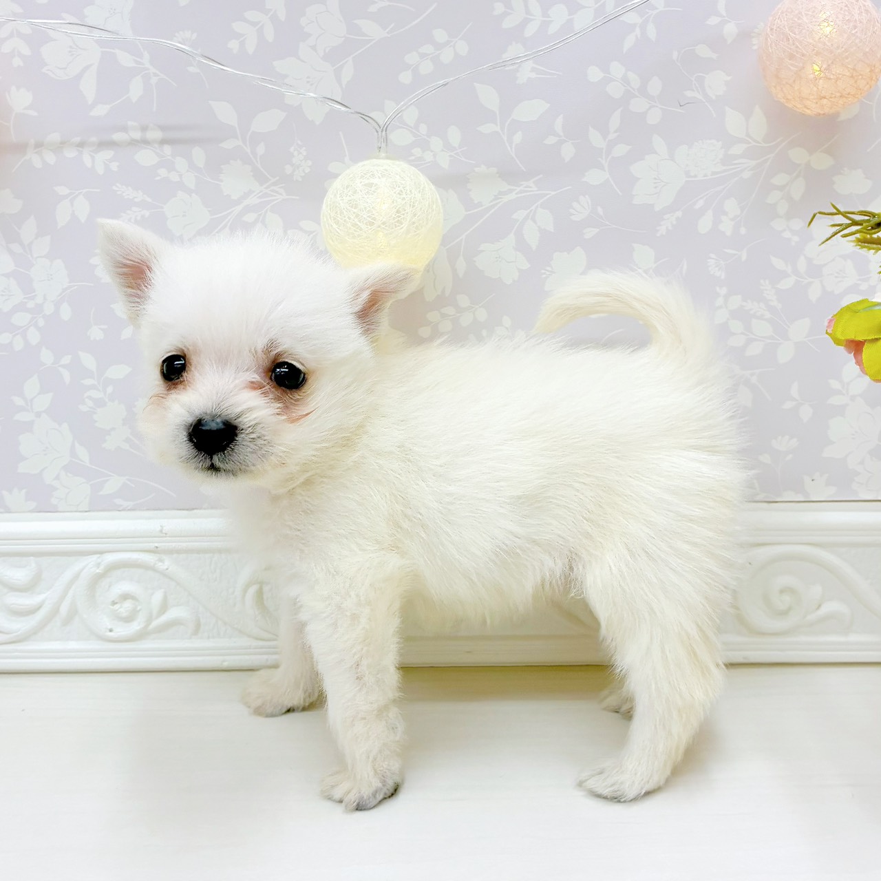 富山県のポメシュナ/シュナポメ(ポメラニアン×シュナウザー) (犬の家＆猫の里アミーゴ山室店/2026年2月22日生まれ/女の子/クリーム)の子犬の4枚目の画像