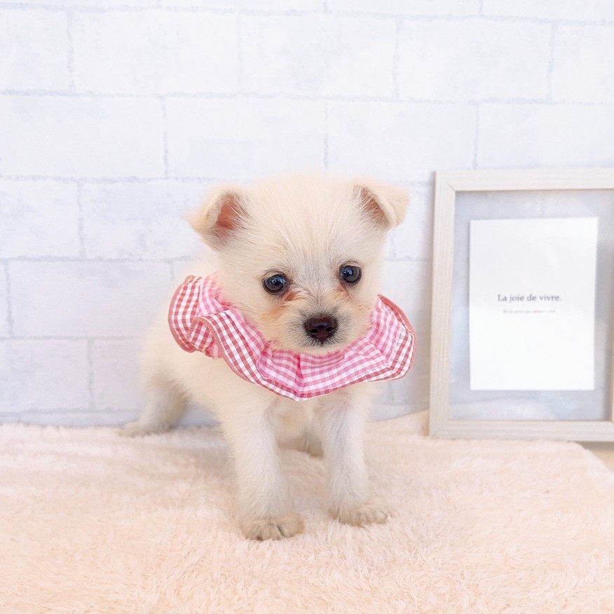 石川県のポメシュナ/シュナポメ(ポメラニアン×シュナウザー) (犬の家＆猫の里金沢店/2026年2月22日生まれ/女の子/クリーム)の子犬の4枚目の画像