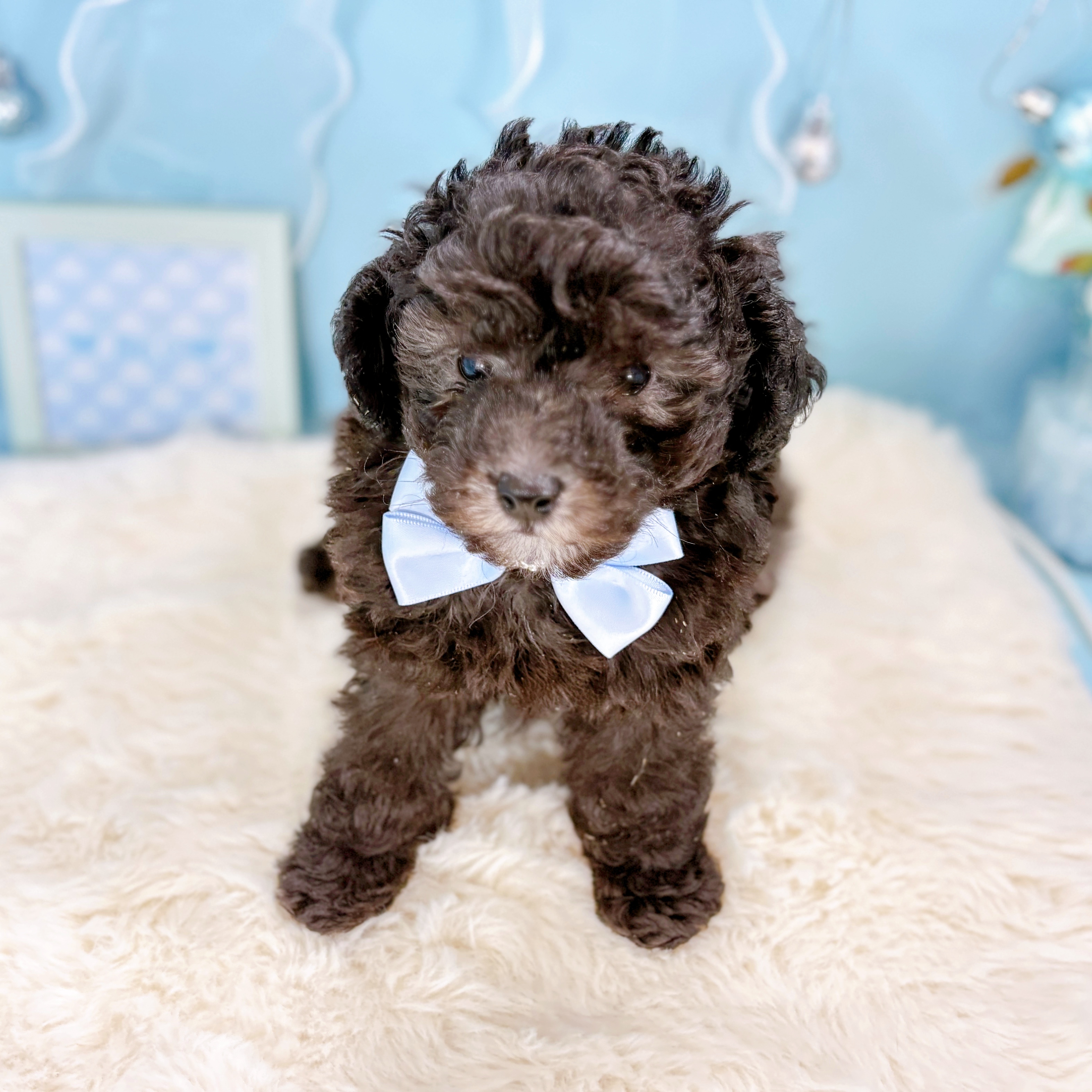 福井県のトイプードル(トイ) (犬の家＆猫の里アミーゴ福井大和田店/2026年2月22日生まれ/男の子/グレー)の子犬の4枚目の画像