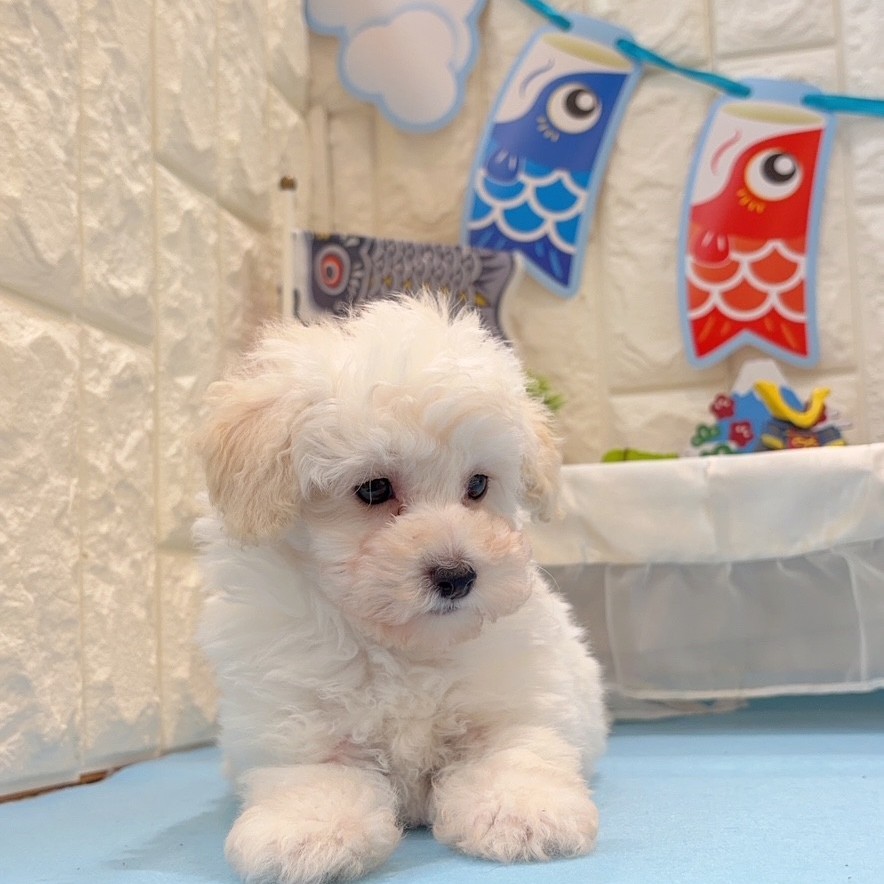 岡山県のトイプードル(トイ) (犬の家＆猫の里倉敷店/2026年2月22日生まれ/男の子/ペールフォーン)の子犬の4枚目の画像