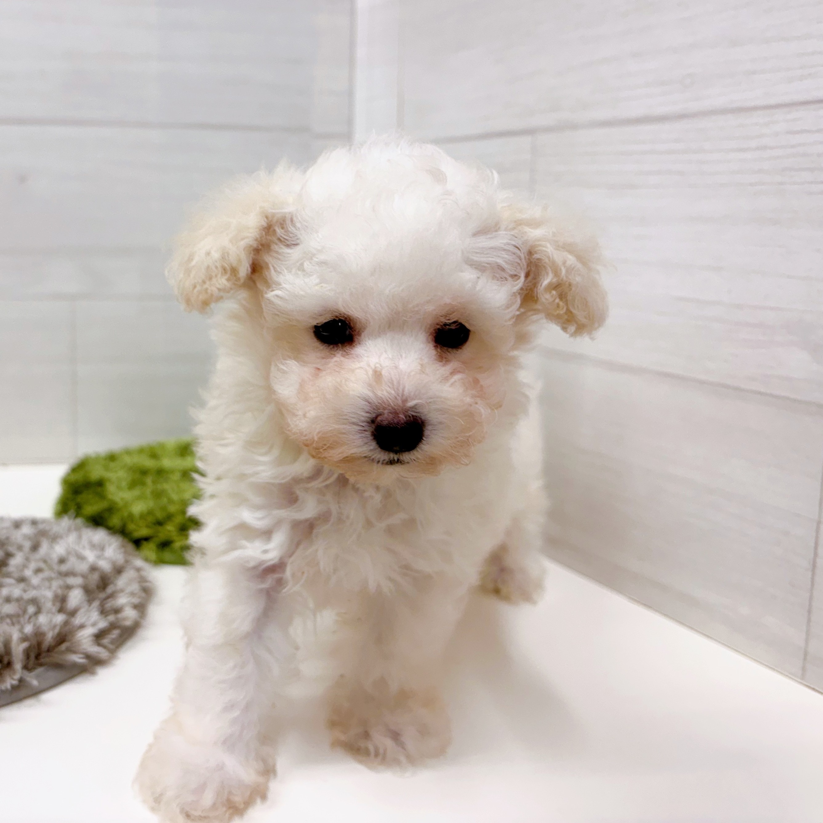 石川県のトイプードル(トイ) (犬の家＆猫の里アミーゴ金沢おこばた店/2026年2月22日生まれ/男の子/ペールフォーン)の子犬の4枚目の画像