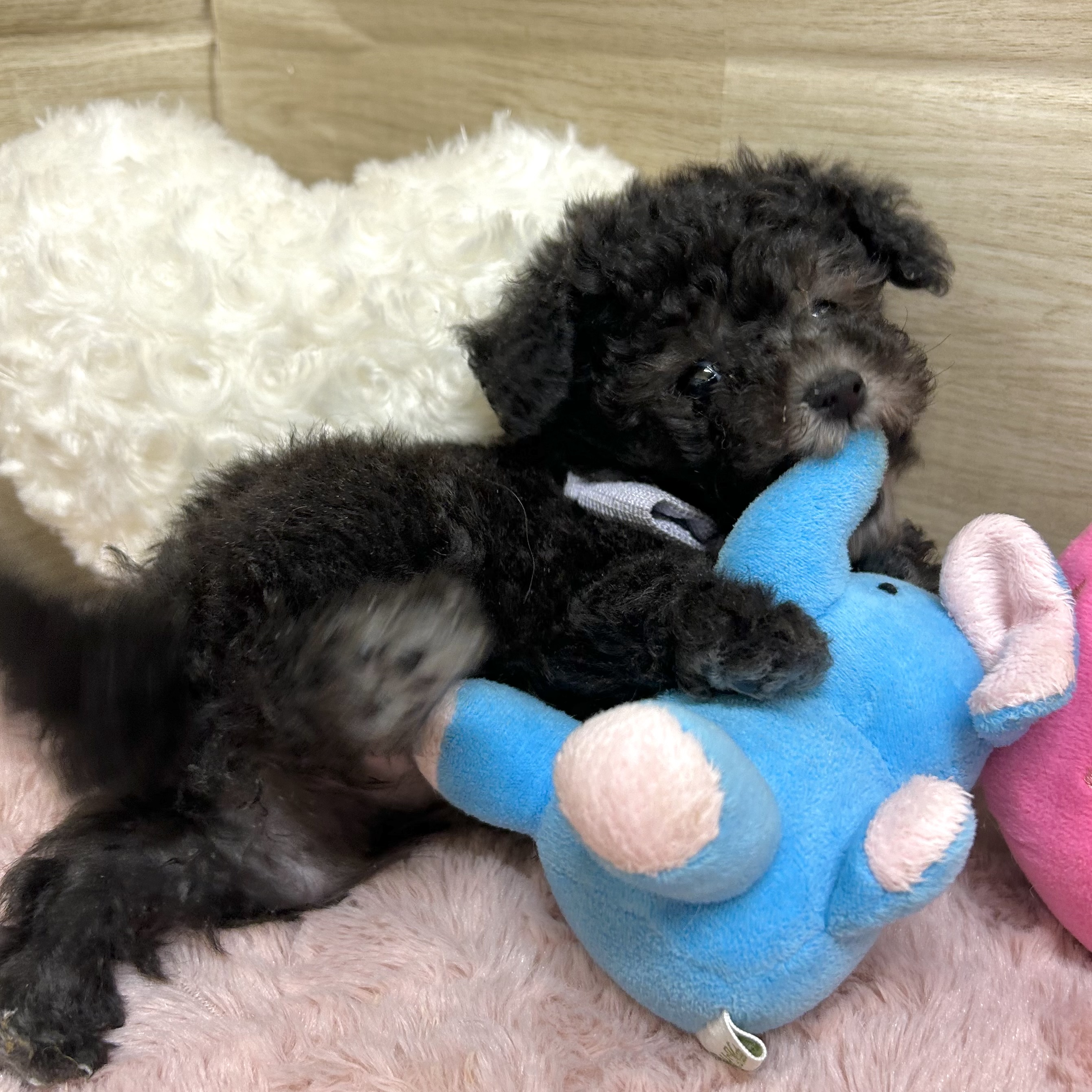 大阪府のトイプードル(タイニー) (犬の家＆猫の里そよら東岸和田店/2026年2月22日生まれ/女の子/グレー)の子犬の4枚目の画像