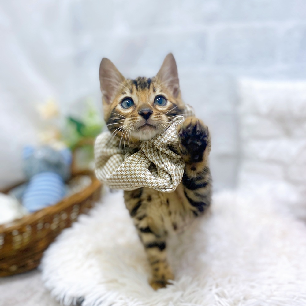 滋賀県のベンガル (犬の家＆猫の里長浜店/2026年2月16日生まれ/男の子/ブラウンスポットタビー)の子猫の4枚目の画像