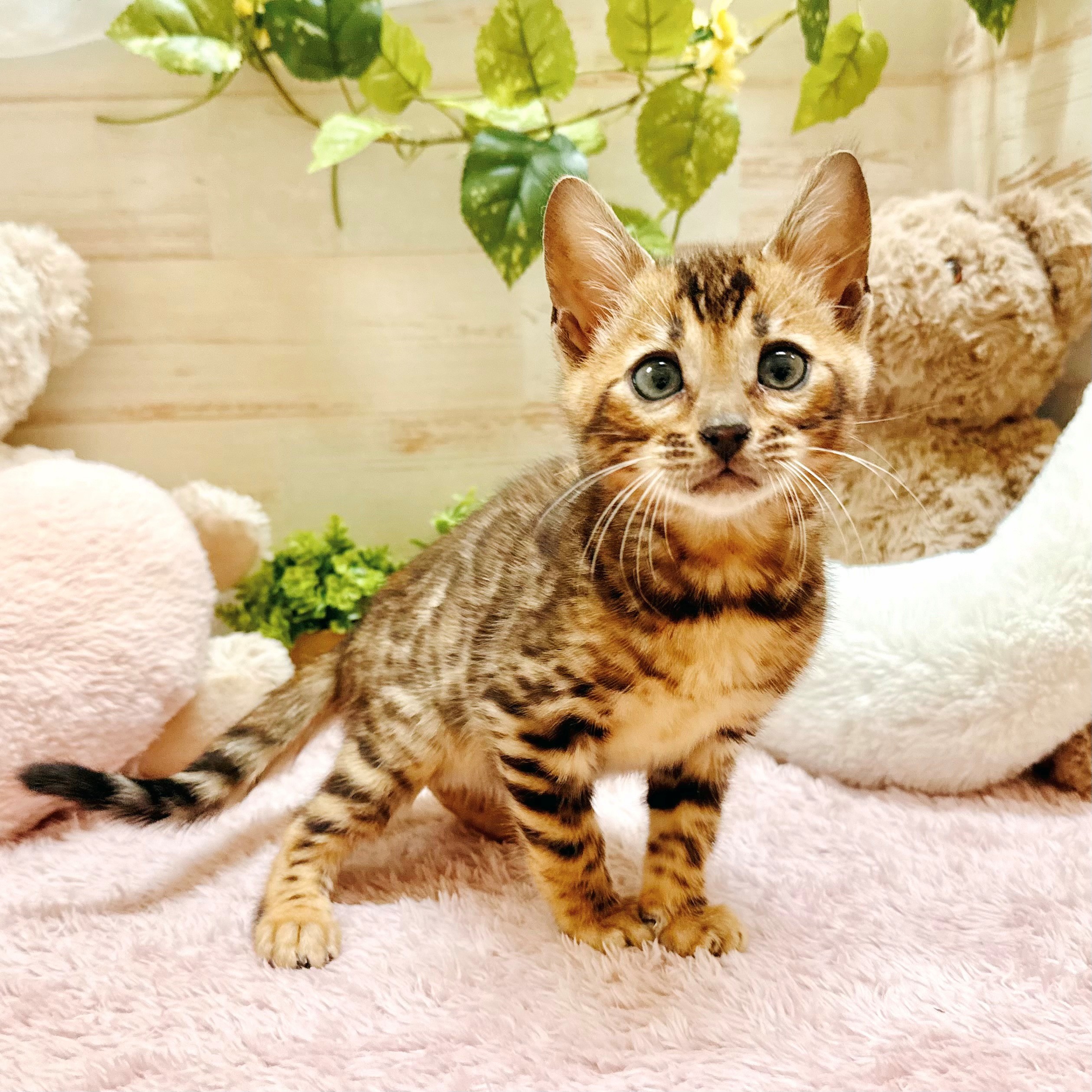 兵庫県のベンガル (犬の家＆猫の里神戸店/2026年2月16日生まれ/女の子/ブラウンスポットタビー)の子猫の4枚目の画像