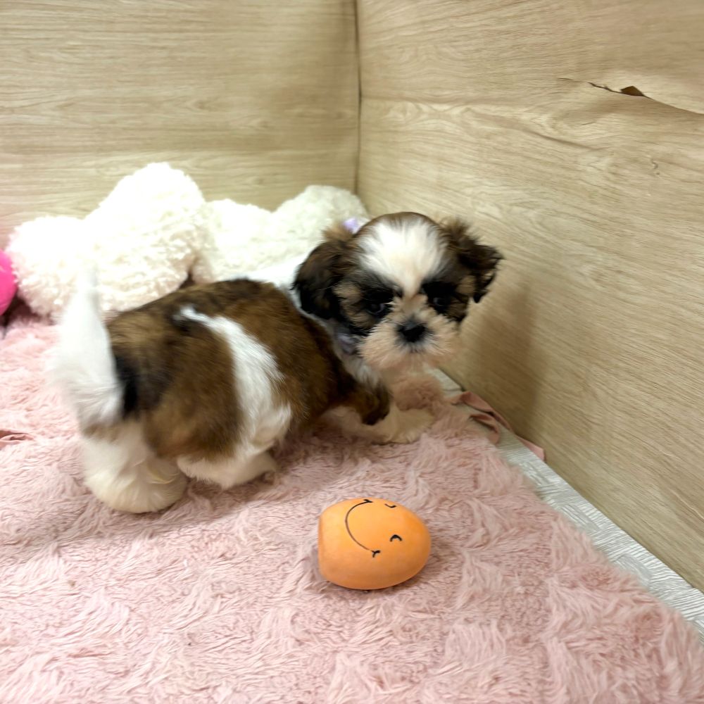 大阪府のシーズー (犬の家＆猫の里そよら東岸和田店/2026年2月21日生まれ/女の子/ゴールドホワイト)の子犬の4枚目の画像