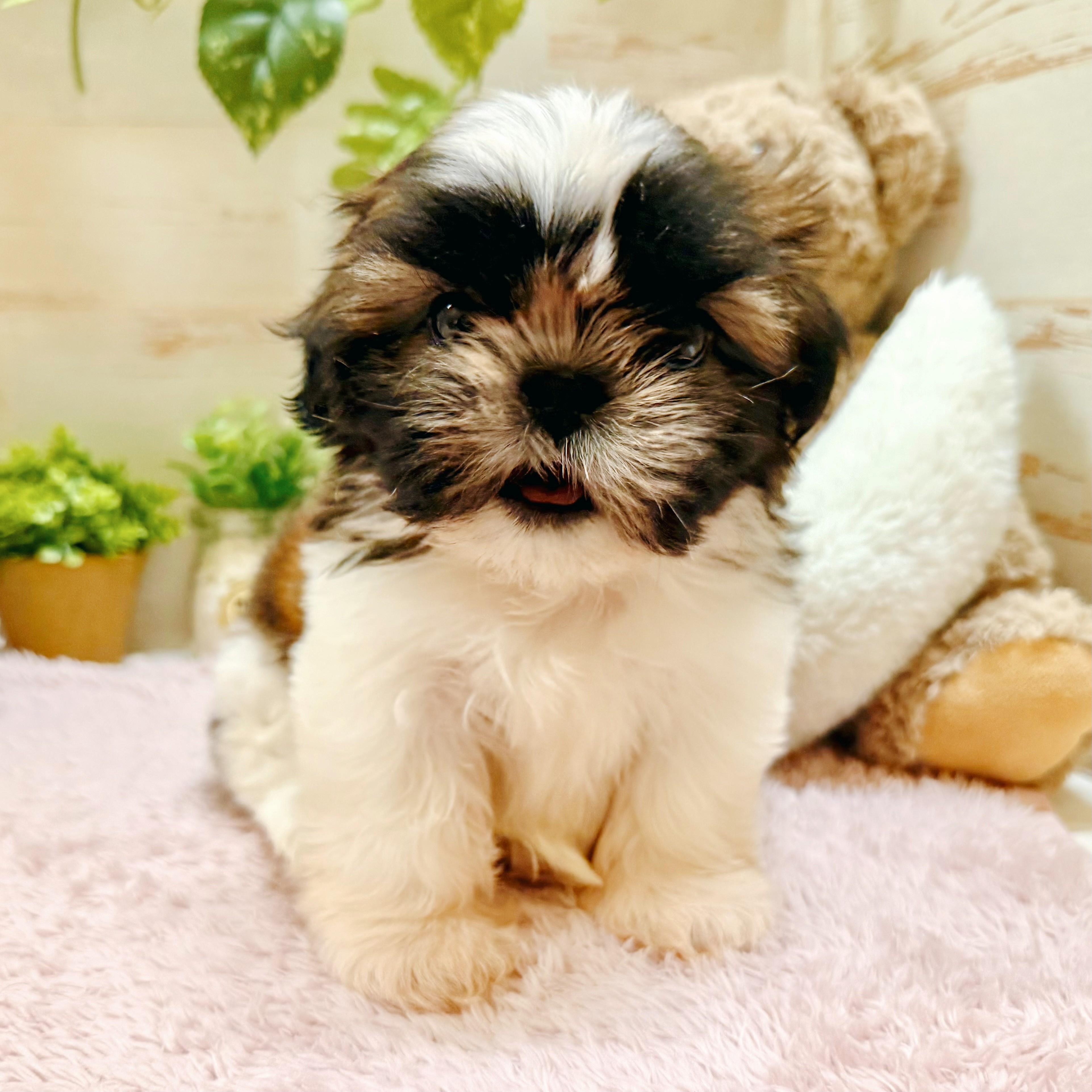 兵庫県のシーズー (犬の家＆猫の里神戸店/2026年2月21日生まれ/女の子/ゴールドホワイト)の子犬の4枚目の画像