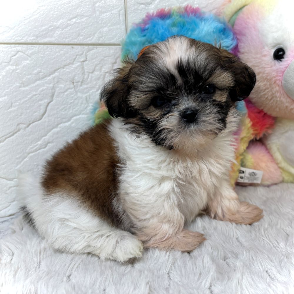 兵庫県のシーズー (犬の家＆猫の里ゆめタウン姫路店/2026年2月21日生まれ/女の子/ゴールドホワイト)の子犬の4枚目の画像