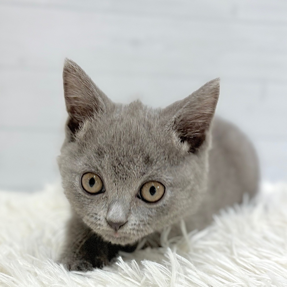 愛知県のブリティッシュショートヘアー (犬の家＆猫の里豊田店/2026年2月19日生まれ/女の子/ブルー)の子猫の4枚目の画像