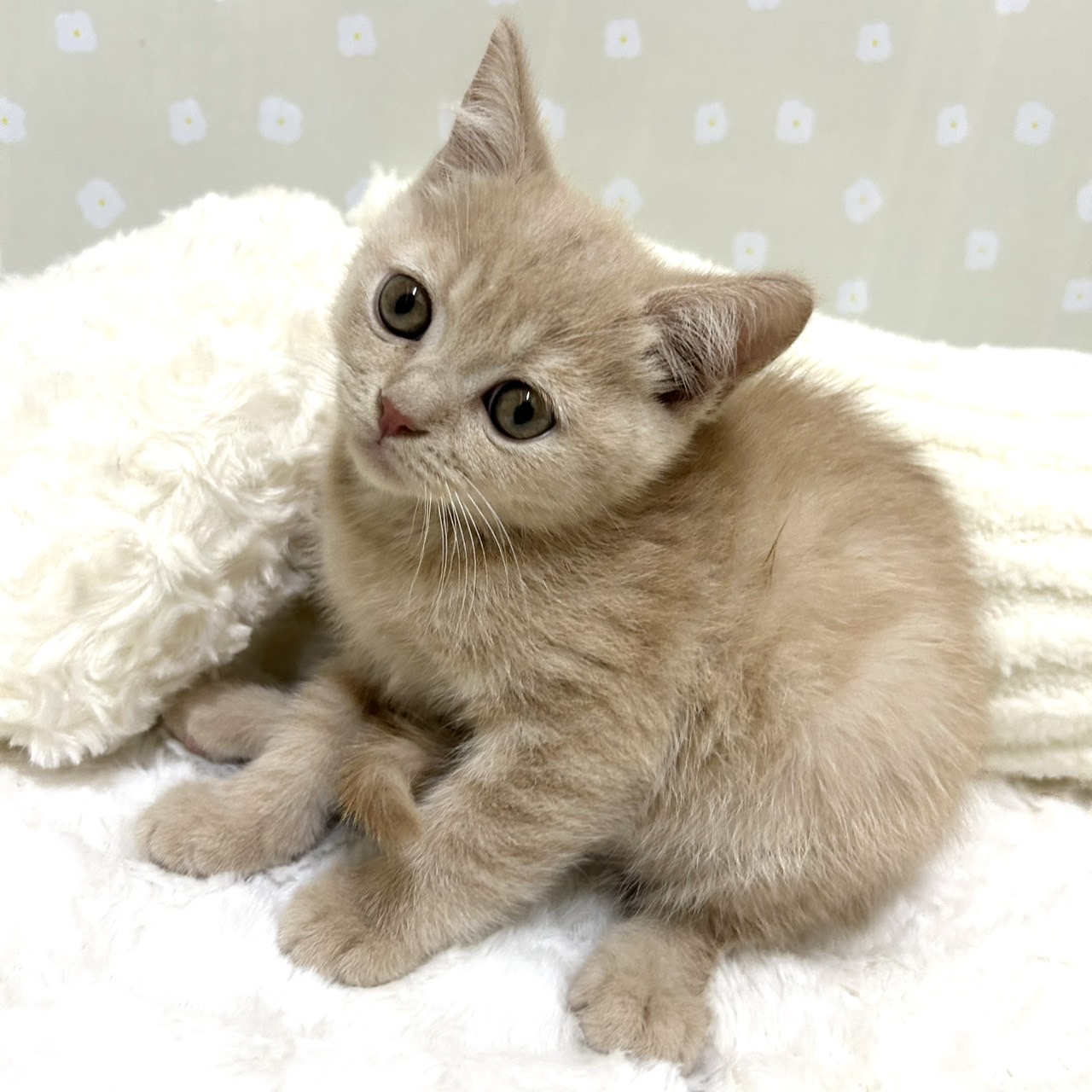 愛知県のブリティッシュショートヘアー (犬の家＆猫の里安城店/2026年2月19日生まれ/男の子/クリーム)の子猫の4枚目の画像