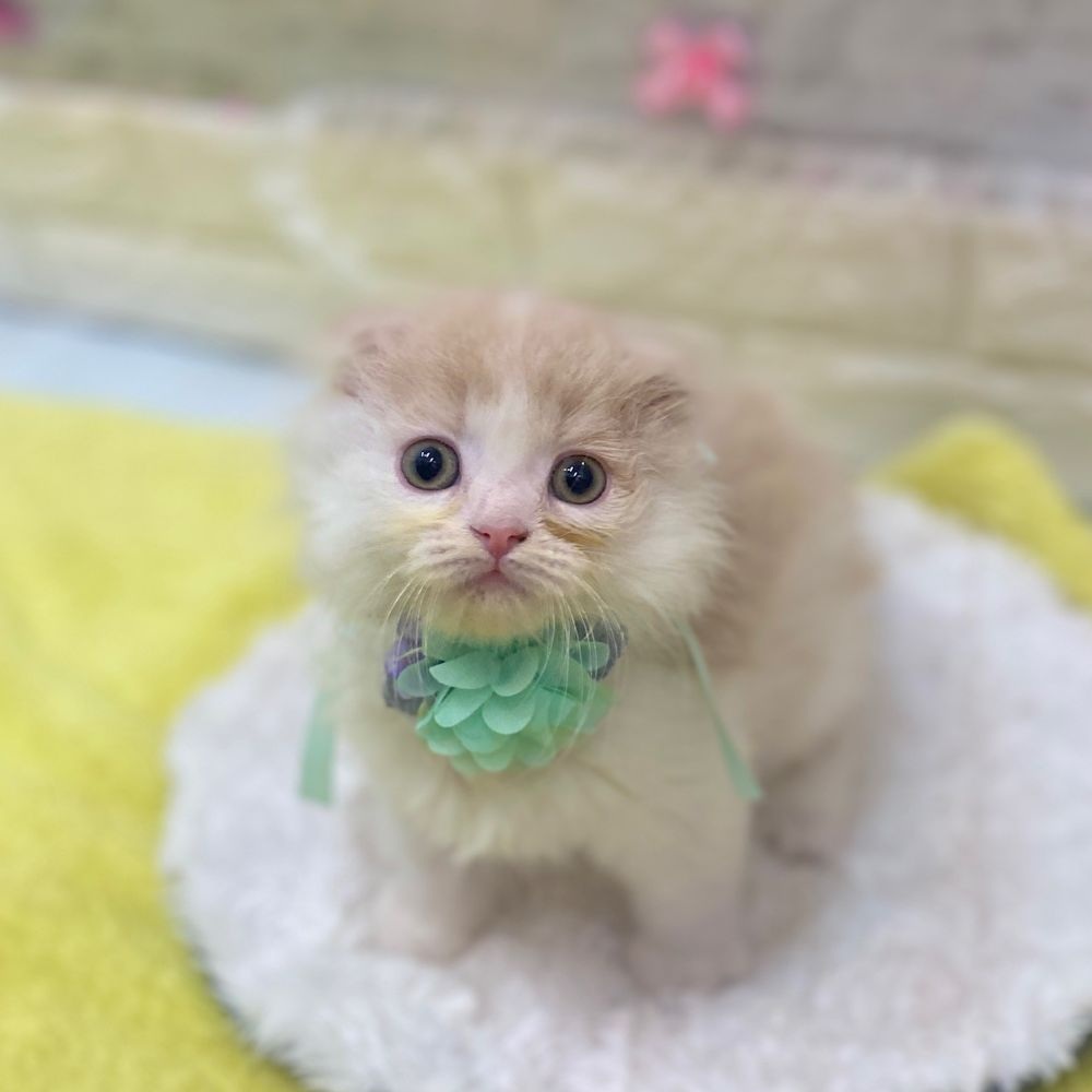 静岡県のスコティッシュフォールド (犬の家＆猫の里プレ葉ウォーク浜北店/2026年2月12日生まれ/男の子/クリームタビーホワイト)の子猫の4枚目の画像