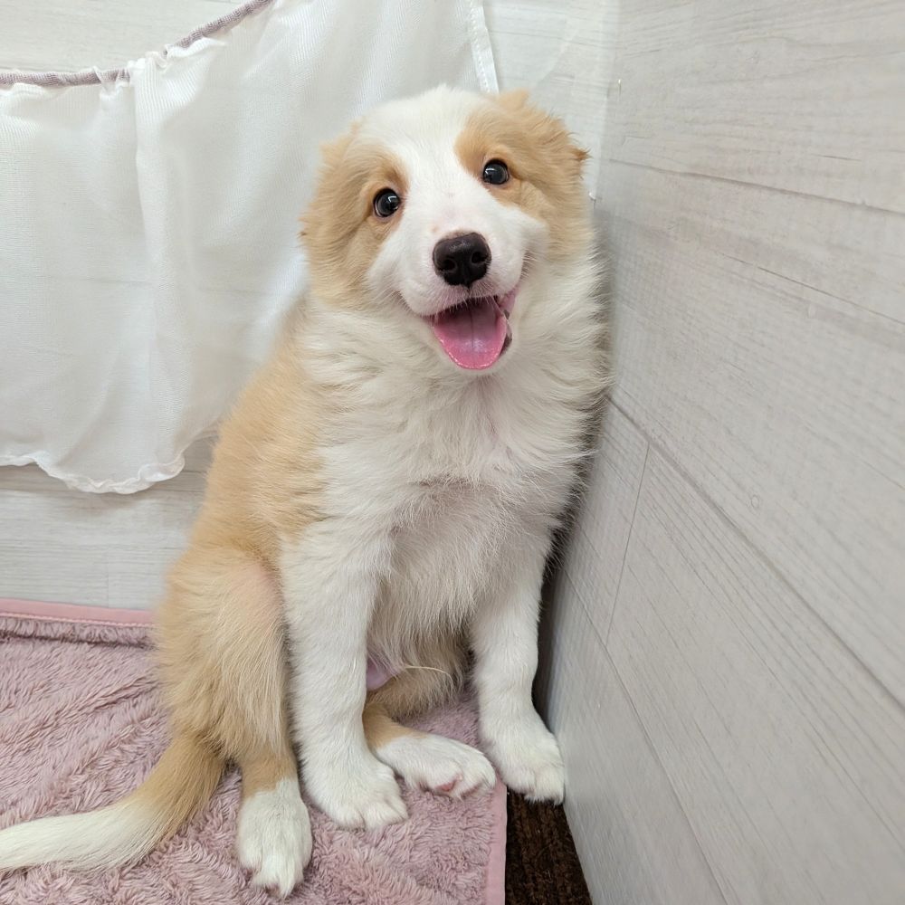 ボーダーコリー男の子の写真