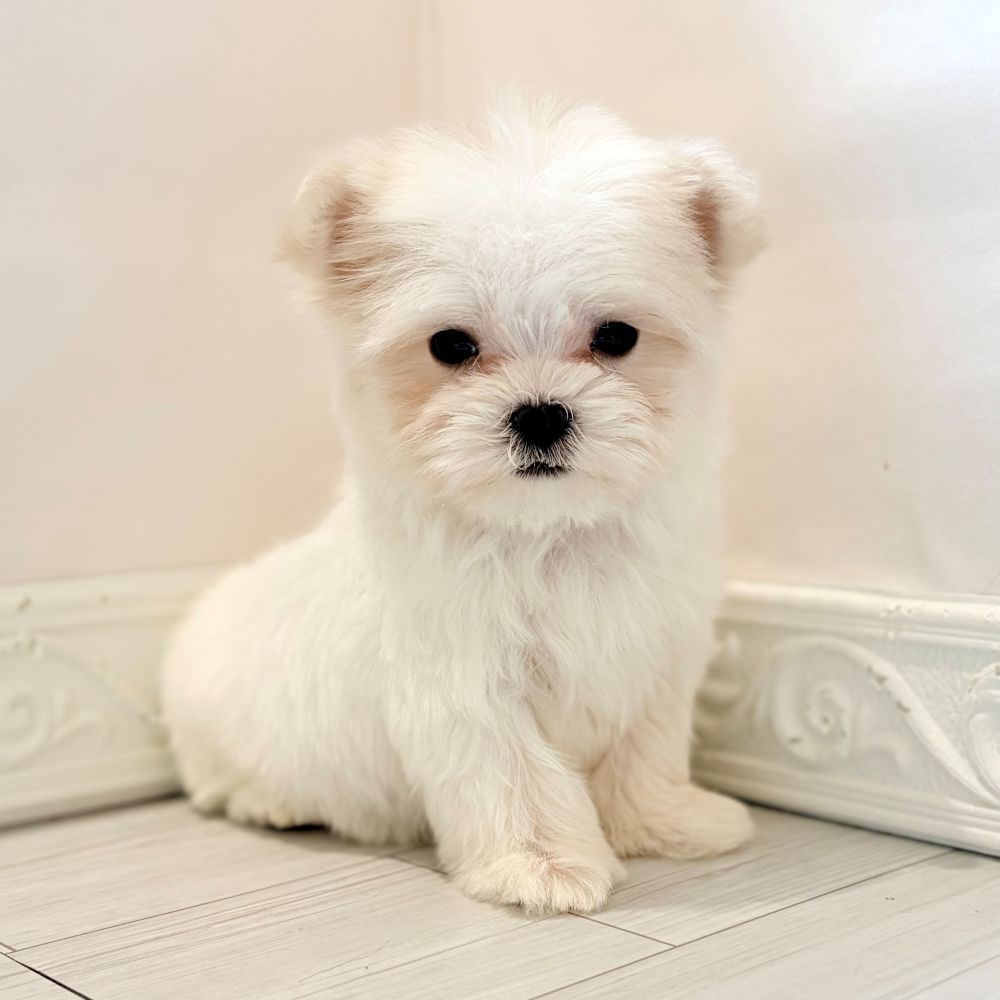 愛知県のマルチーズ (犬の家＆猫の里春日井本店/2026年2月21日生まれ/男の子/ホワイト)の子犬の4枚目の画像