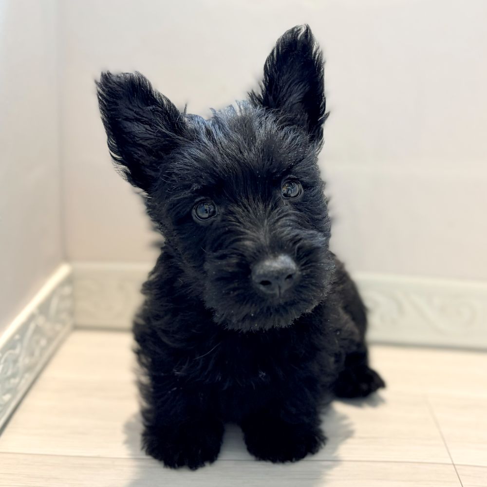 兵庫県のスコティッシュテリア (犬の家＆猫の里川西店/2026年2月21日生まれ/男の子/ブラック)の子犬の4枚目の画像