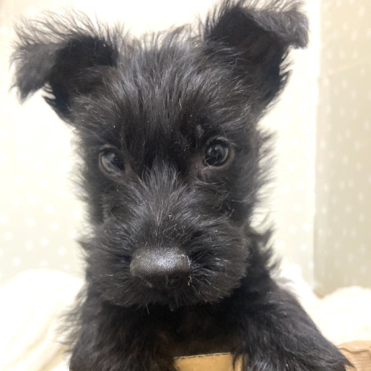 愛知県のスコティッシュテリア (犬の家＆猫の里安城店/2026年2月21日生まれ/男の子/ブラック)の子犬の4枚目の画像