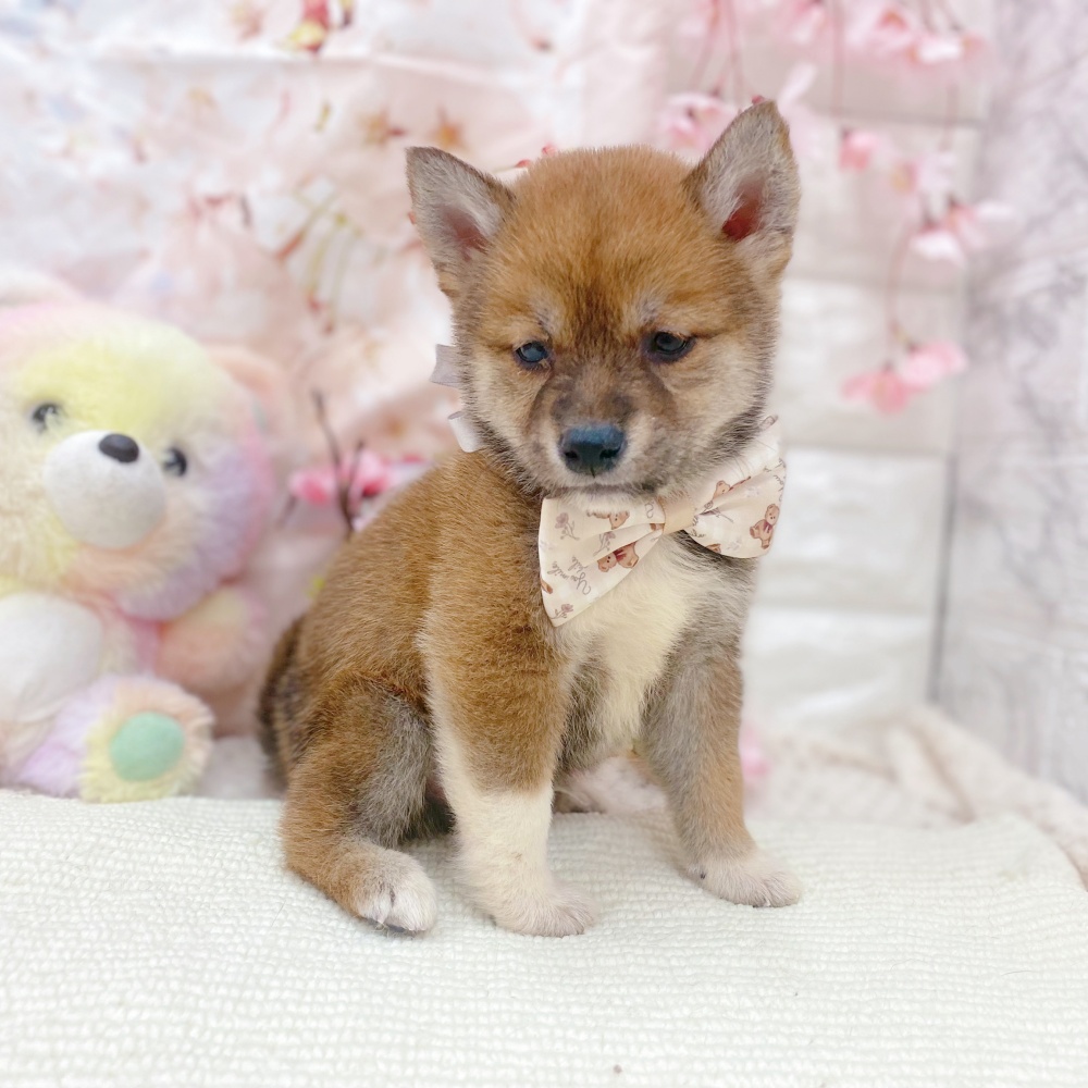 岐阜県の柴犬(標準サイズ) (犬の家＆猫の里岐南店/2026年2月22日生まれ/男の子/赤)の子犬の4枚目の画像