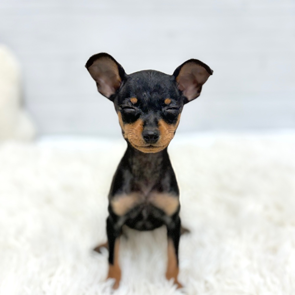 愛知県のミニチュアピンシャー (犬の家＆猫の里豊田店/2026年2月5日生まれ/女の子/ブラックタン)の子犬の4枚目の画像