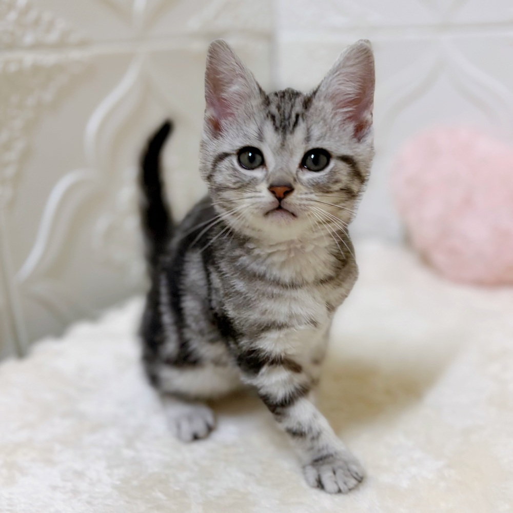 愛知県のアメリカンショートヘアー (犬の家＆猫の里岡崎店/2026年2月22日生まれ/男の子/シルバータビー)の子猫の4枚目の画像
