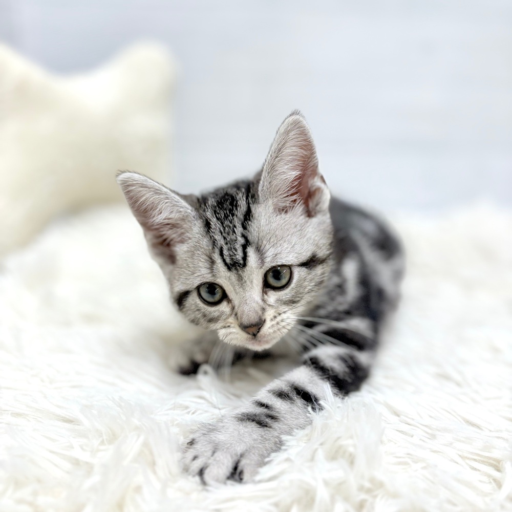 愛知県のアメリカンショートヘアー (犬の家＆猫の里豊田店/2026年2月22日生まれ/男の子/シルバータビー)の子猫の4枚目の画像