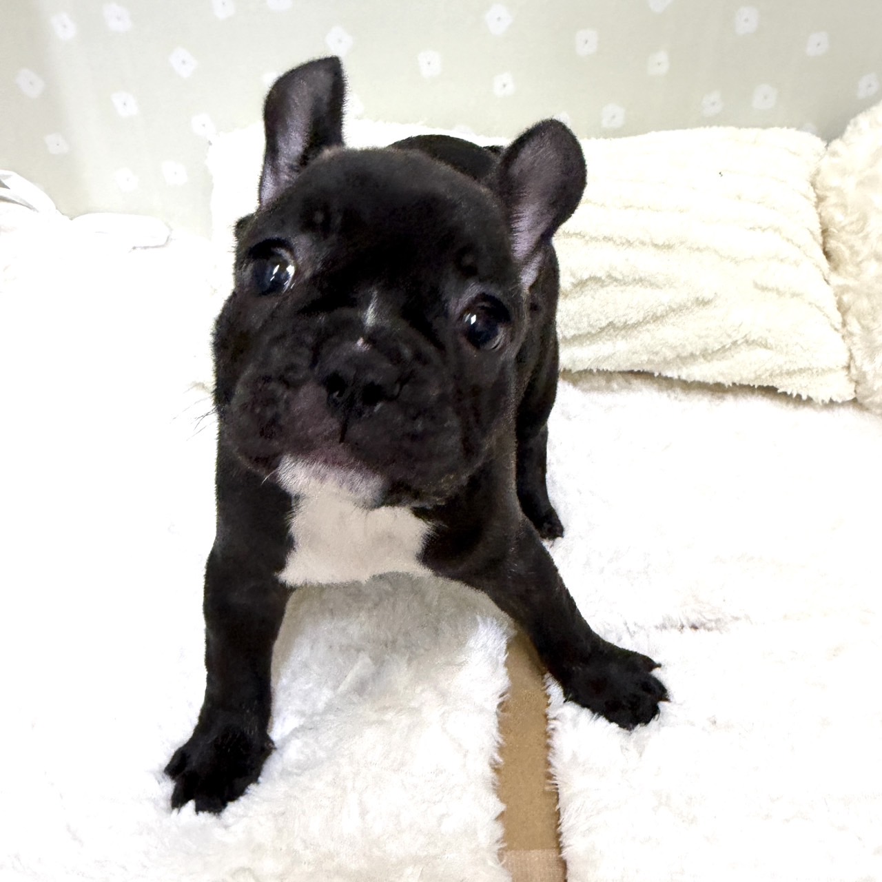 愛知県のフレンチブルドッグ (犬の家＆猫の里安城店/2026年2月22日生まれ/女の子/ブリンドル)の子犬の4枚目の画像