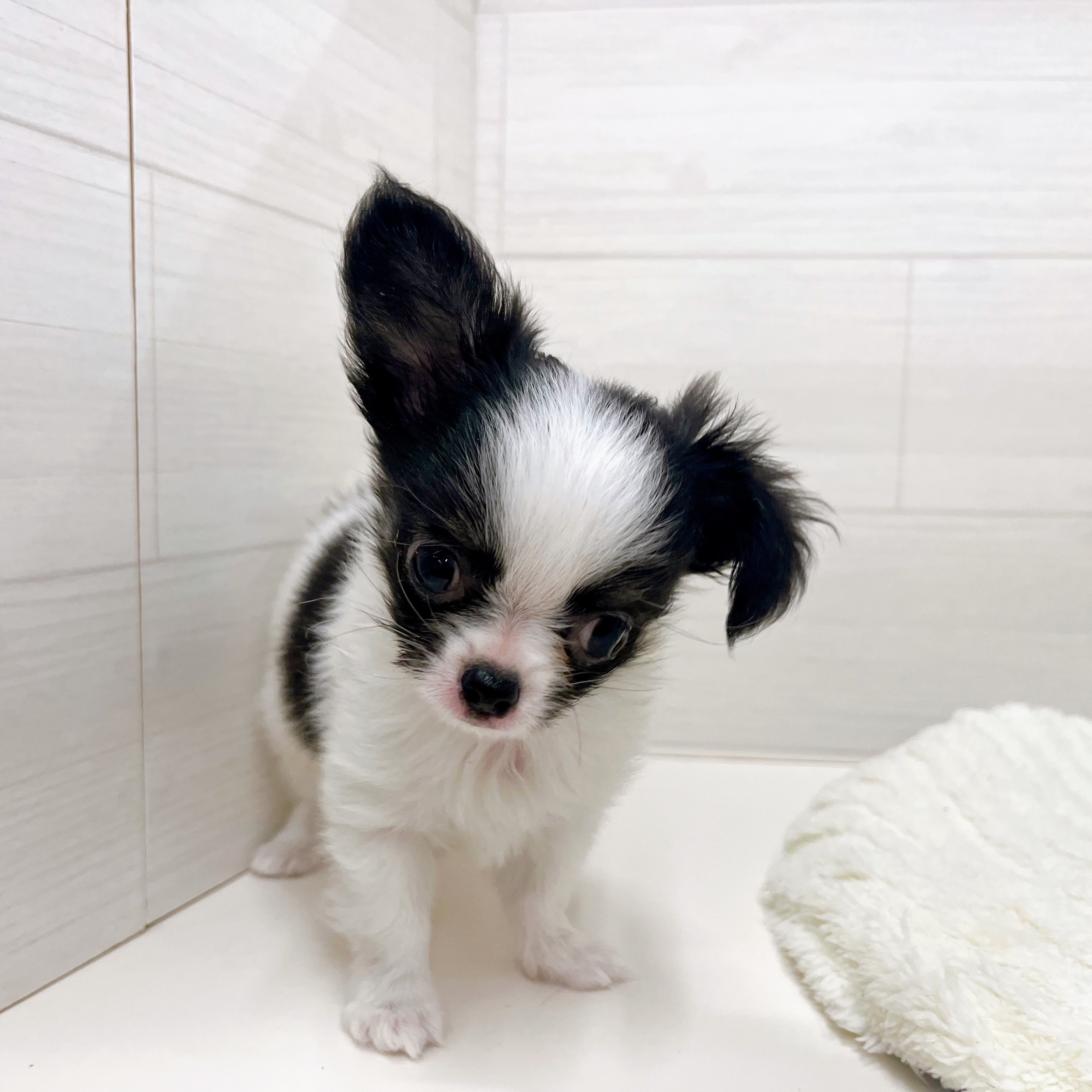 石川県のチワワ(ロング) (犬の家＆猫の里アミーゴ金沢おこばた店/2026年2月22日生まれ/男の子/ホワイトブラック)の子犬の4枚目の画像