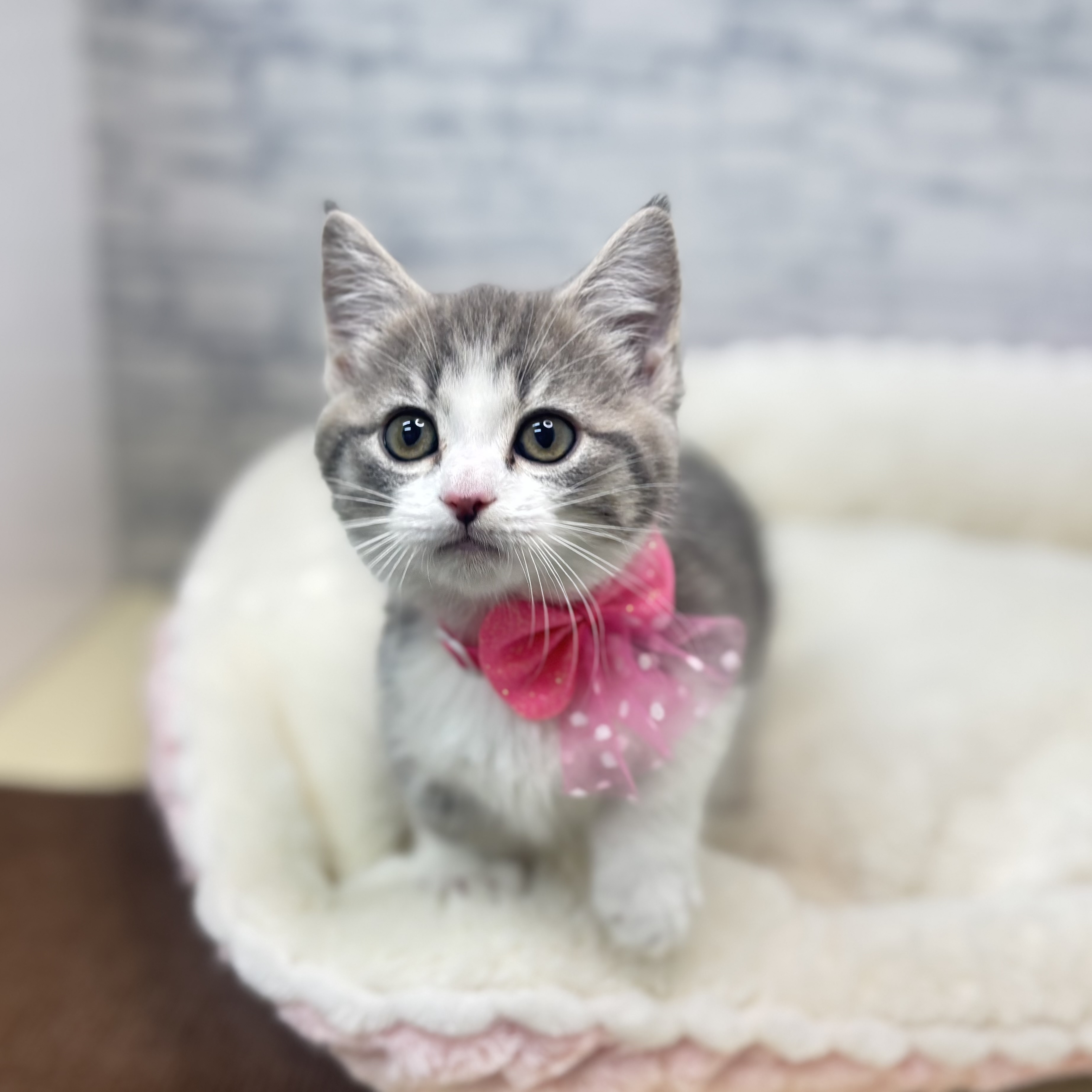 長野県のマンチカン (犬の家＆猫の里長野店/2026年2月17日生まれ/女の子/ブルーホワイト)の子猫の4枚目の画像