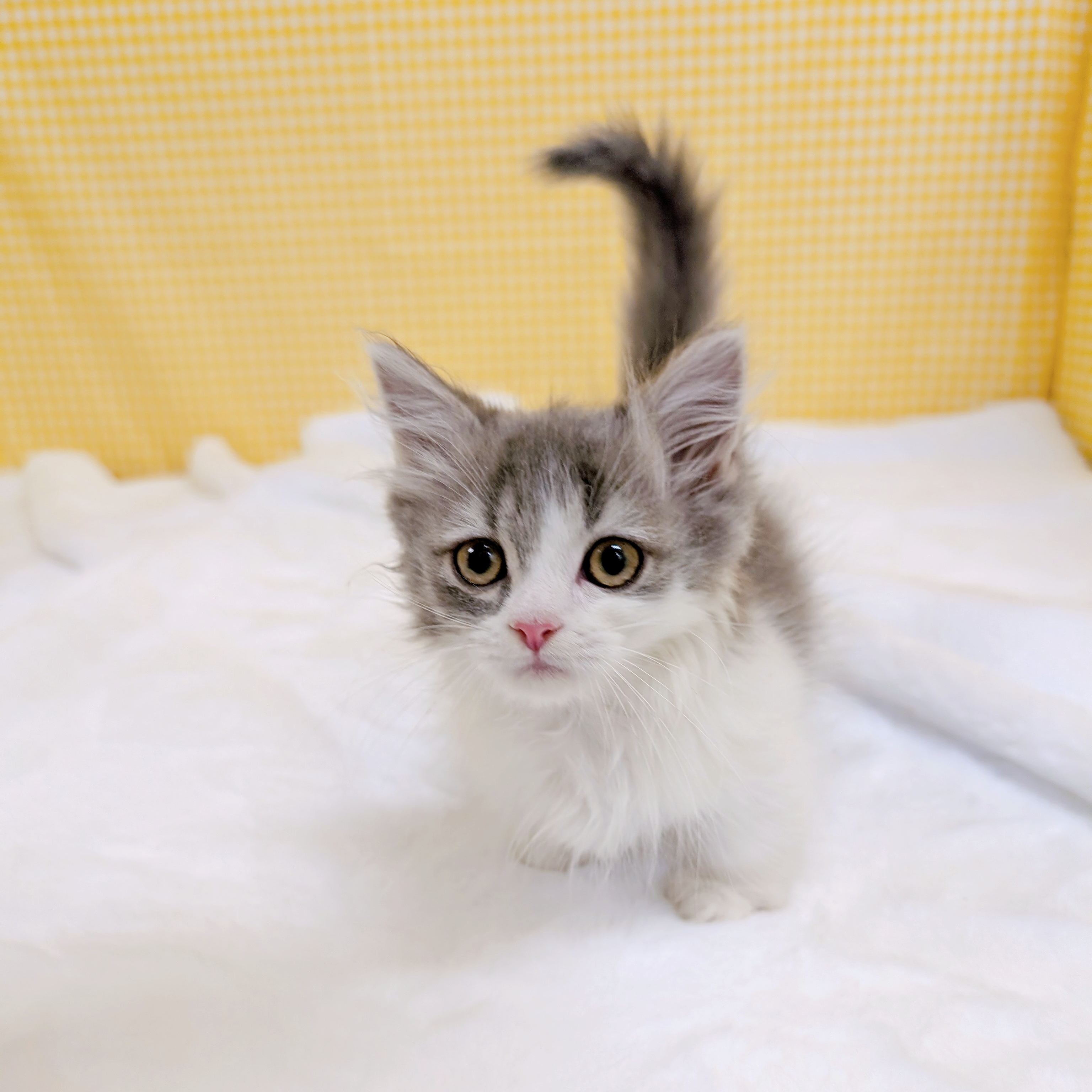 愛知県のマンチカン (犬の家＆猫の里一宮店/2026年2月3日生まれ/男の子/ブルータビーホワイト)の子猫の4枚目の画像