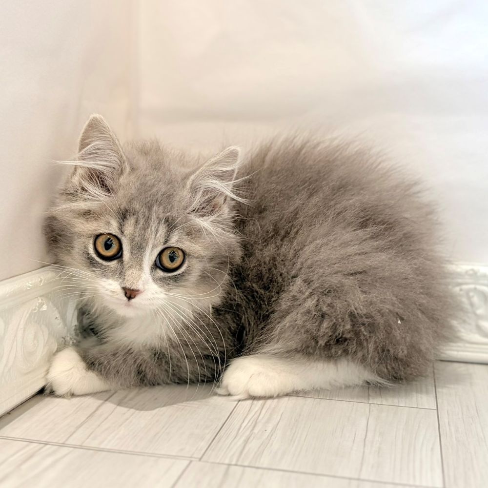 愛知県のマンチカン (犬の家＆猫の里春日井本店/2026年2月3日生まれ/女の子/ブルータビーホワイト)の子猫の4枚目の画像