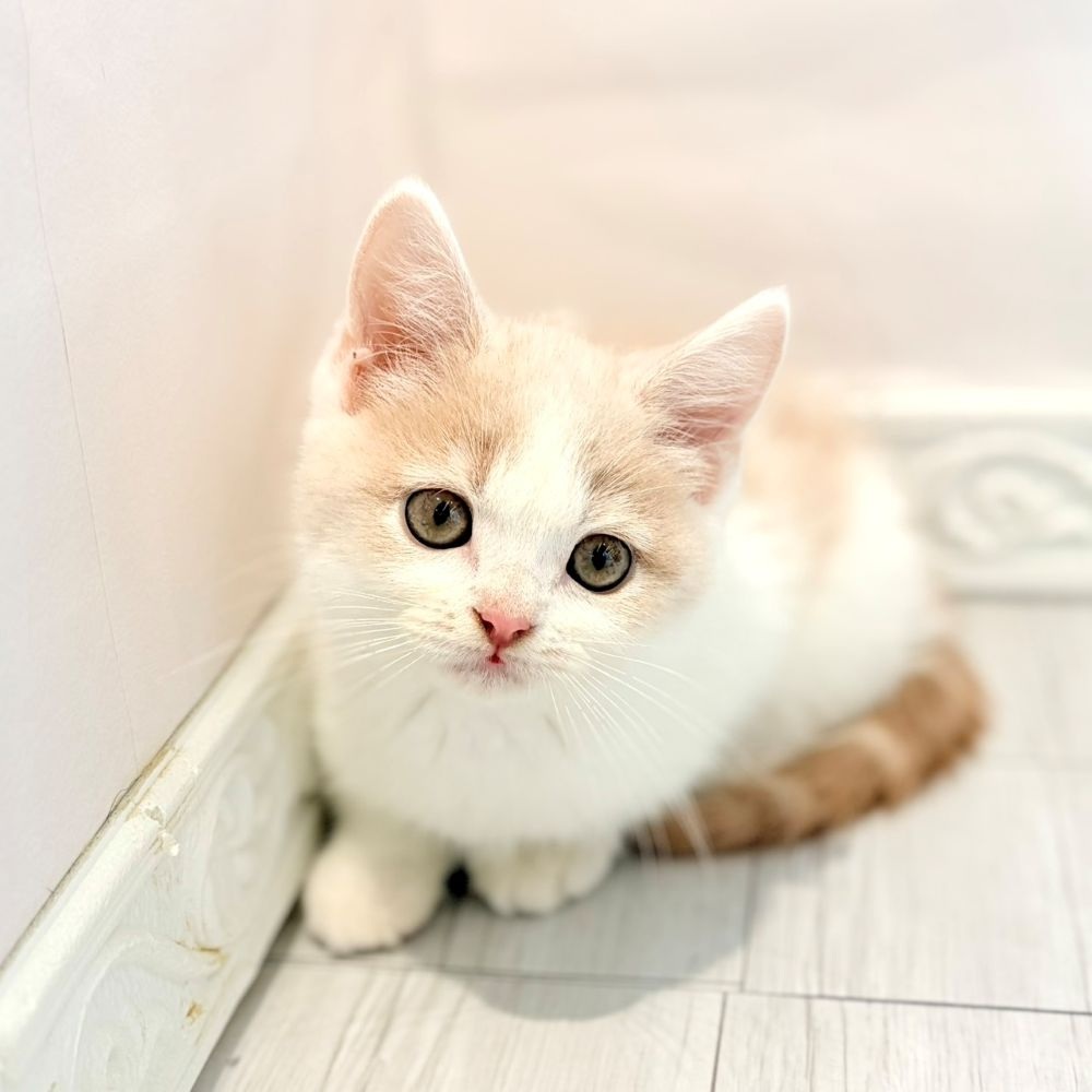 愛知県のスコティッシュストレート (犬の家＆猫の里春日井本店/2026年2月12日生まれ/男の子/クリームホワイト)の子猫の4枚目の画像