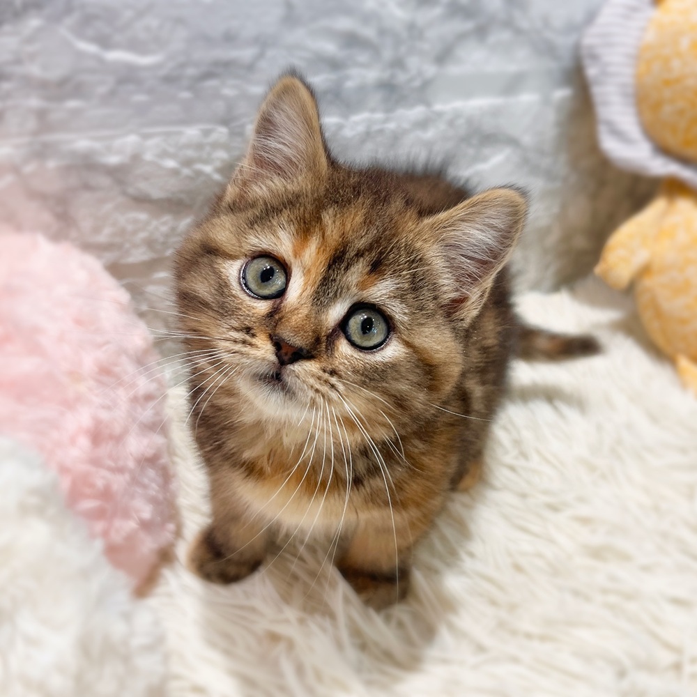 愛知県のスコティッシュストレート (犬の家＆猫の里MiO香久山店/2026年2月12日生まれ/女の子/ブラウンパッチドタビー)の子猫の4枚目の画像