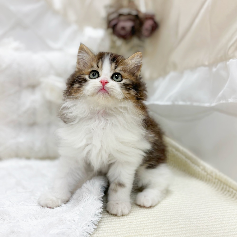 岐阜県のミヌエット (犬の家＆猫の里カラフルタウン岐阜店/2026年2月11日生まれ/男の子/ブラウンタビーホワイト)の子猫の4枚目の画像